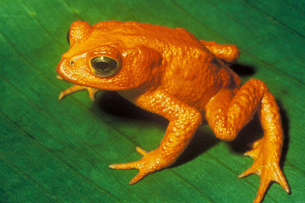 Golden toad. Photo by Papa Lima Whiskey