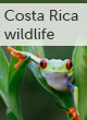 Costa Rica wildlife mini guide