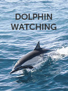 Dolphin watching holidays Dolphin watching holidays