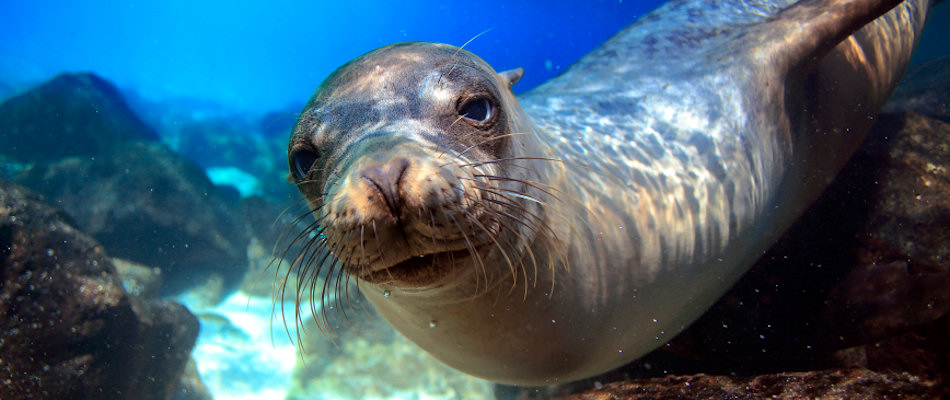 Galapagos