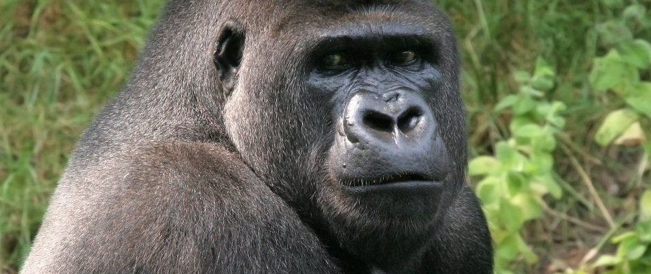 Gorilla