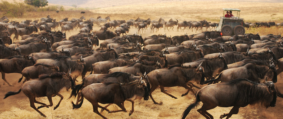 Wildebeest migration