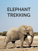Elephant conservation holidays