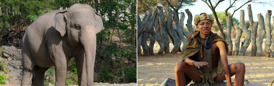Elephant and San Bushman