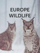 Wildlife holidays in Europe holidays Wildlife holidays in Europe holidays