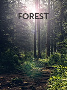 Forest holidays