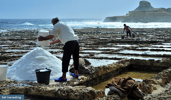 Salt harvesting