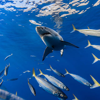 Great White