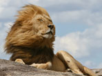 Wildlife holidays