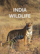 India wildlife guide