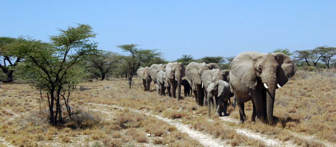 Kenya safari