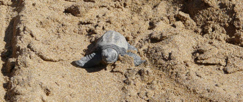 Baby turtle just hatched
