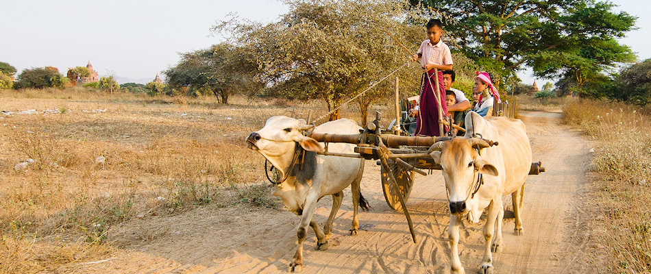Ox cart