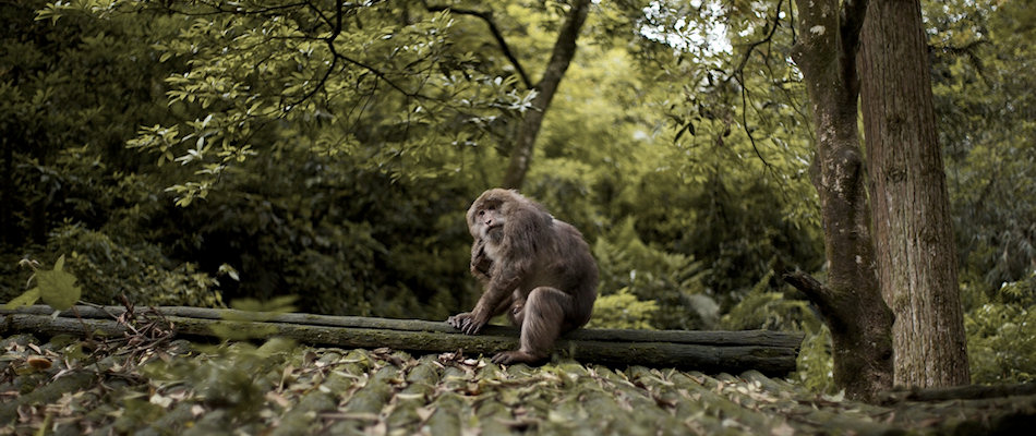 Monkey