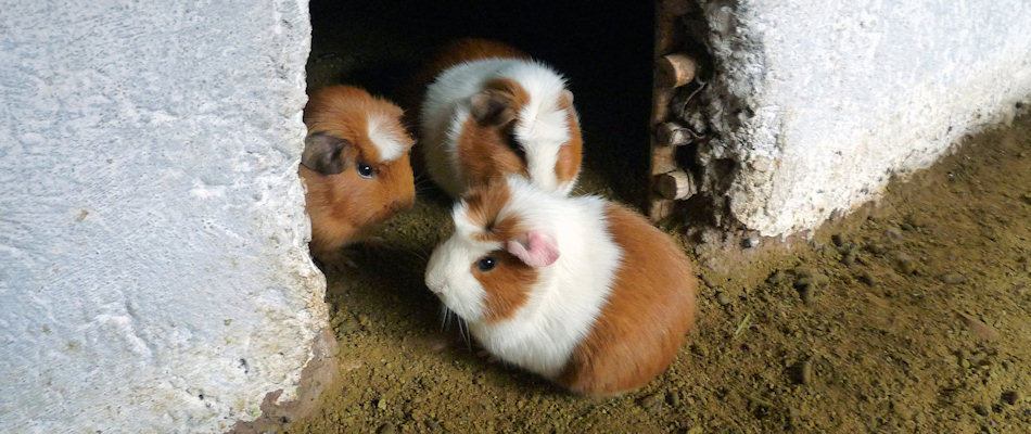 Guinea pigs