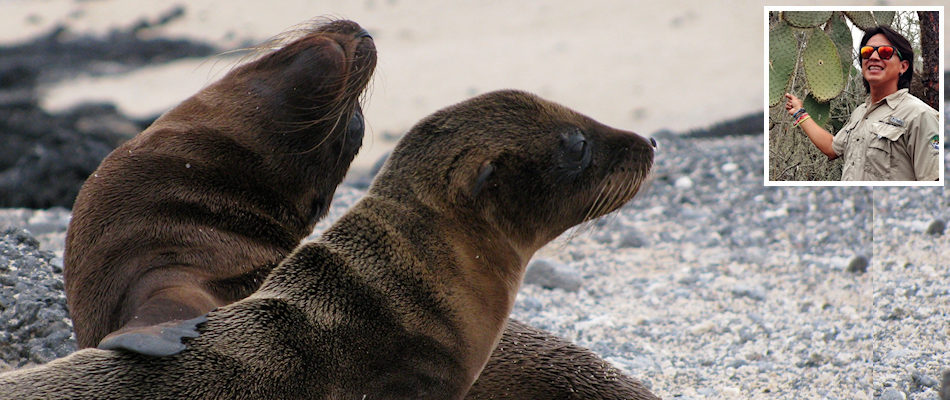 Sea lion pups and (inset) Juan Zambonino