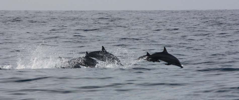 Dolphins