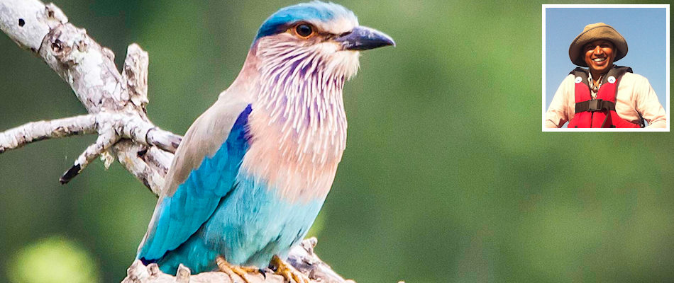 Indian Roller bird and (inset) Neelaka