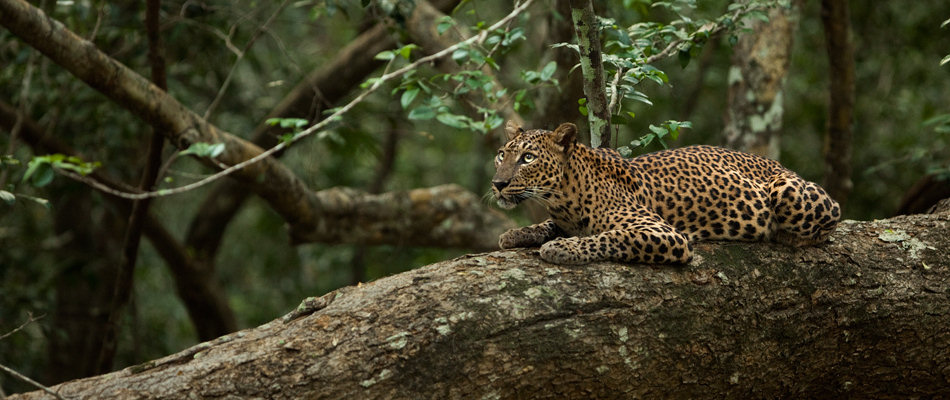 Leopardess