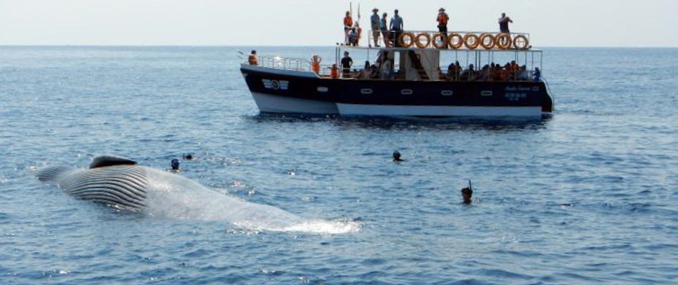 Whale watching