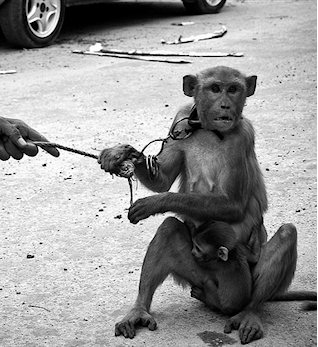 Performing animals