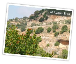 Fruit trees in blossom on the Al Ayoun Trail, Jordan. Photo by Huw J Williams