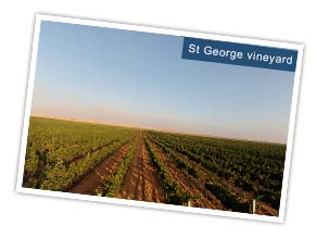 St George Vineyard, Jordan. Photo by Foad Khalil