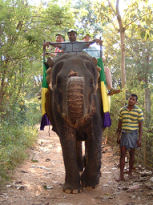 Elephants, Sri lanka holiday