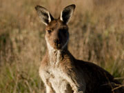 Kangaroo, South Australia. Photo by South Australia Tourist Board
