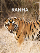 Kanha