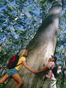 Couple at base of Karri Tree, Western Australia. Photo by Tourism Western Australia