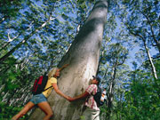 Couple at base of Karri Tree, Western Australia. Photo by Tourism Western Australia