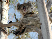 Koala in a tree, South Australia. Photo by South Australia Tourist Board