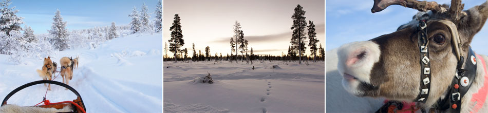 Huskies, Lapland landscape & Reindeer. Landscape photo by Chris