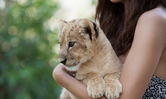 Volunteers often unknowingly pay to raise lion cubs destined to be shot
