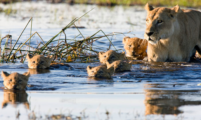 Family of lions in the wild