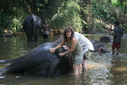 Sri Lanka elephant