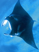Manta Ray, Western Australia. Photo by Tourism Western Australia