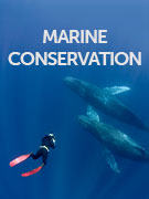 Marine conservation holidays