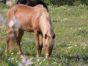 Horse in a meadow, Menorca. Photo by Nick Haslam