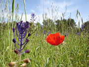 Wild meadow flowers, Menorca. Photo by Audax Hotel