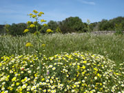 Yellow flowers in meadow, Menorca. Photo by Audax Hotels