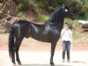 Menorca horse. Photo by Nick haslam