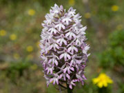 Pyramid Orchid, Menorca. Photo by Nick Haslam