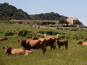 Red cows, Menorca. Photo by Nick Haslam