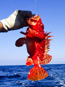 Red fish, Menorca. Photo by Menorca Tourist Board