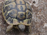 Tortoise, Menorca. Photo by Audax Hotels