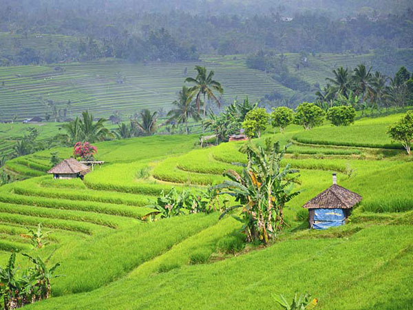 Indonesia cycling holiday, Bali and Java