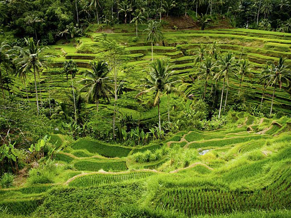 Indonesia cycling holiday, Bali and Java