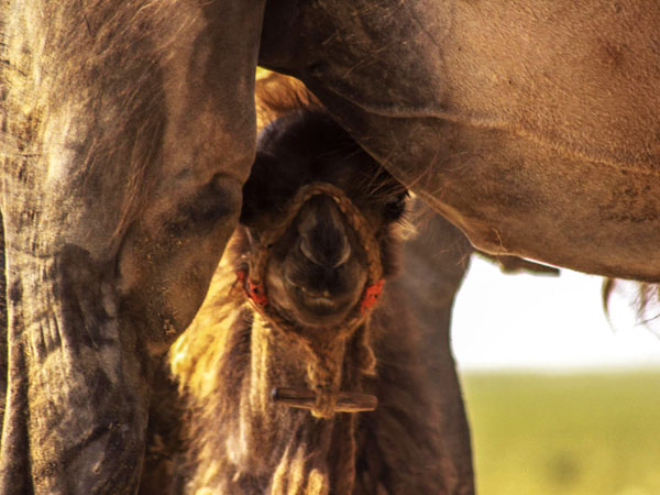 Naadam Festival holiday in Mongolia